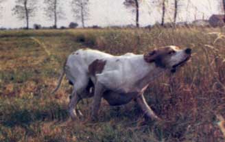 Kempes Della Cisa